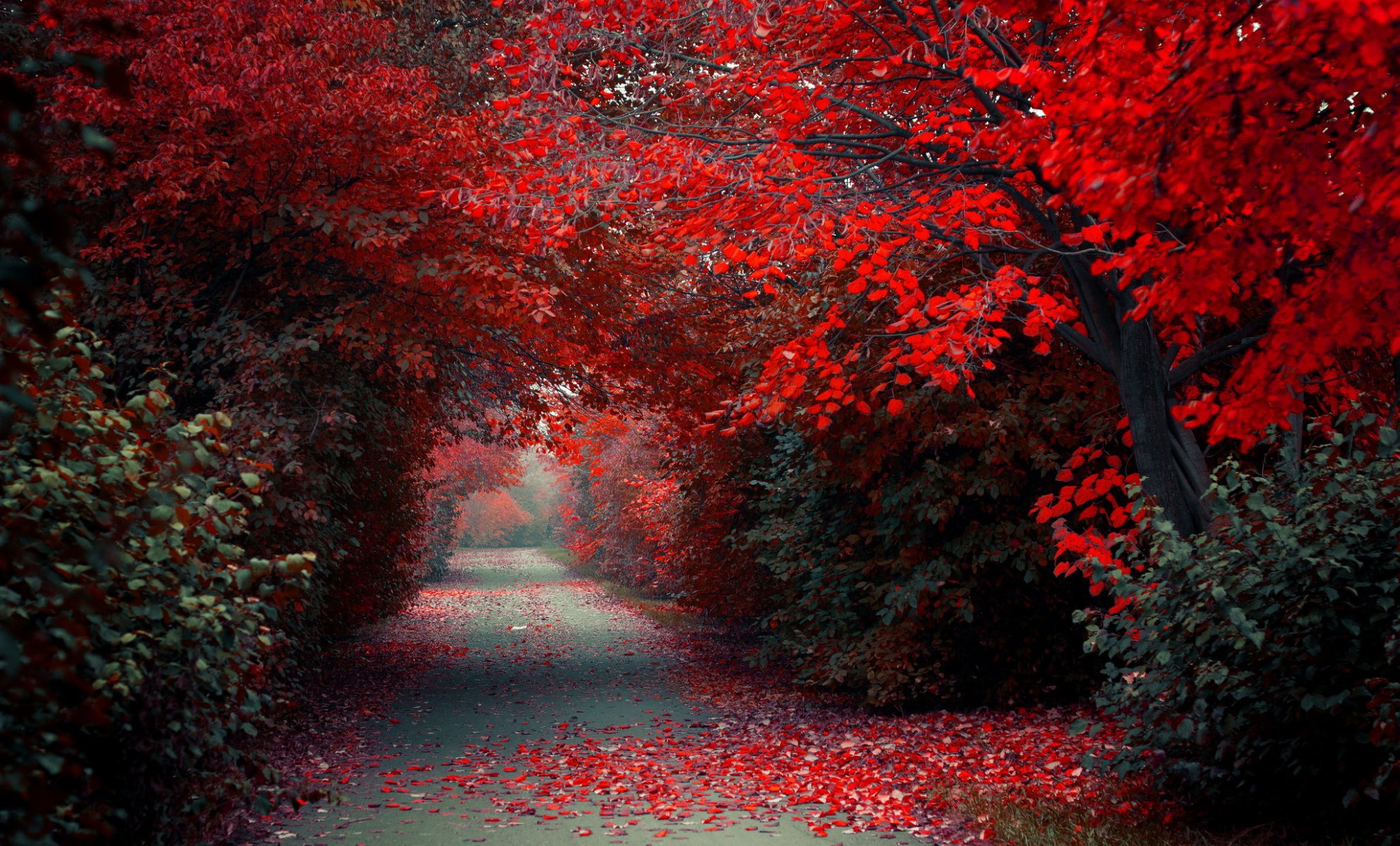 parque otoño naturaleza