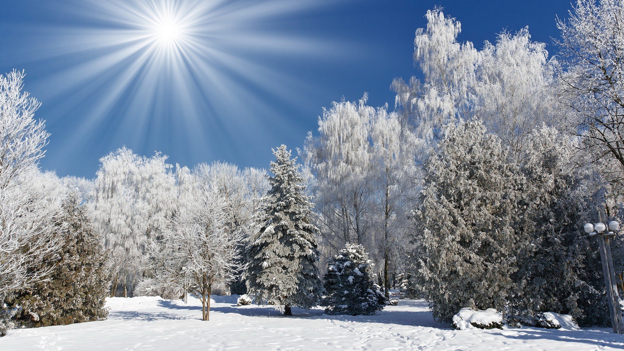 hiver parc arbres neige soleil rayons