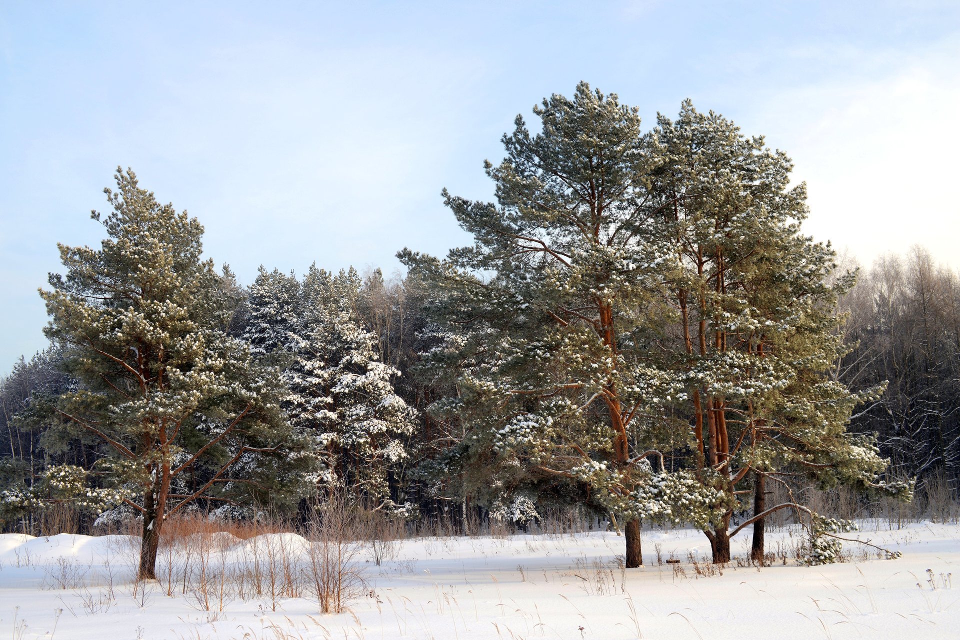 hiver neige forêt arbres