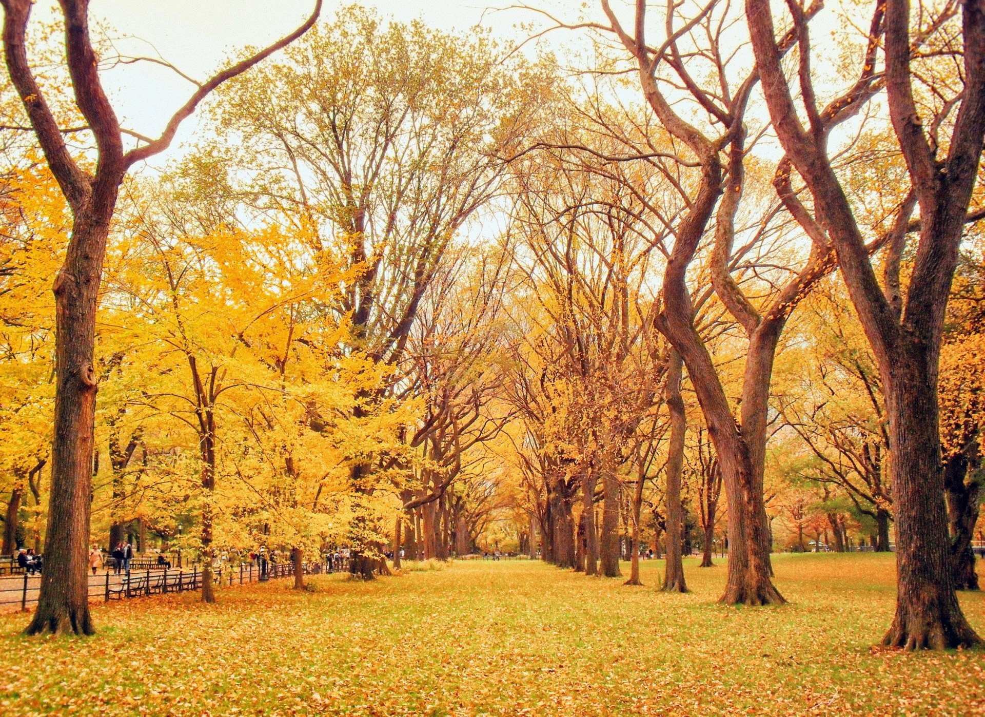 automne parc route ruelle feuilles jaune arbres nature