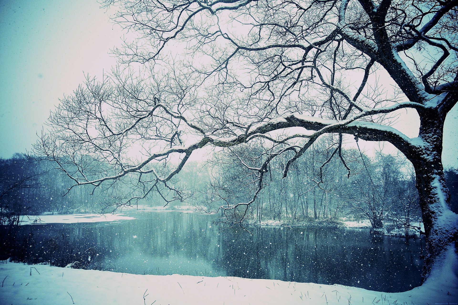 lago albero neve inverno inverno