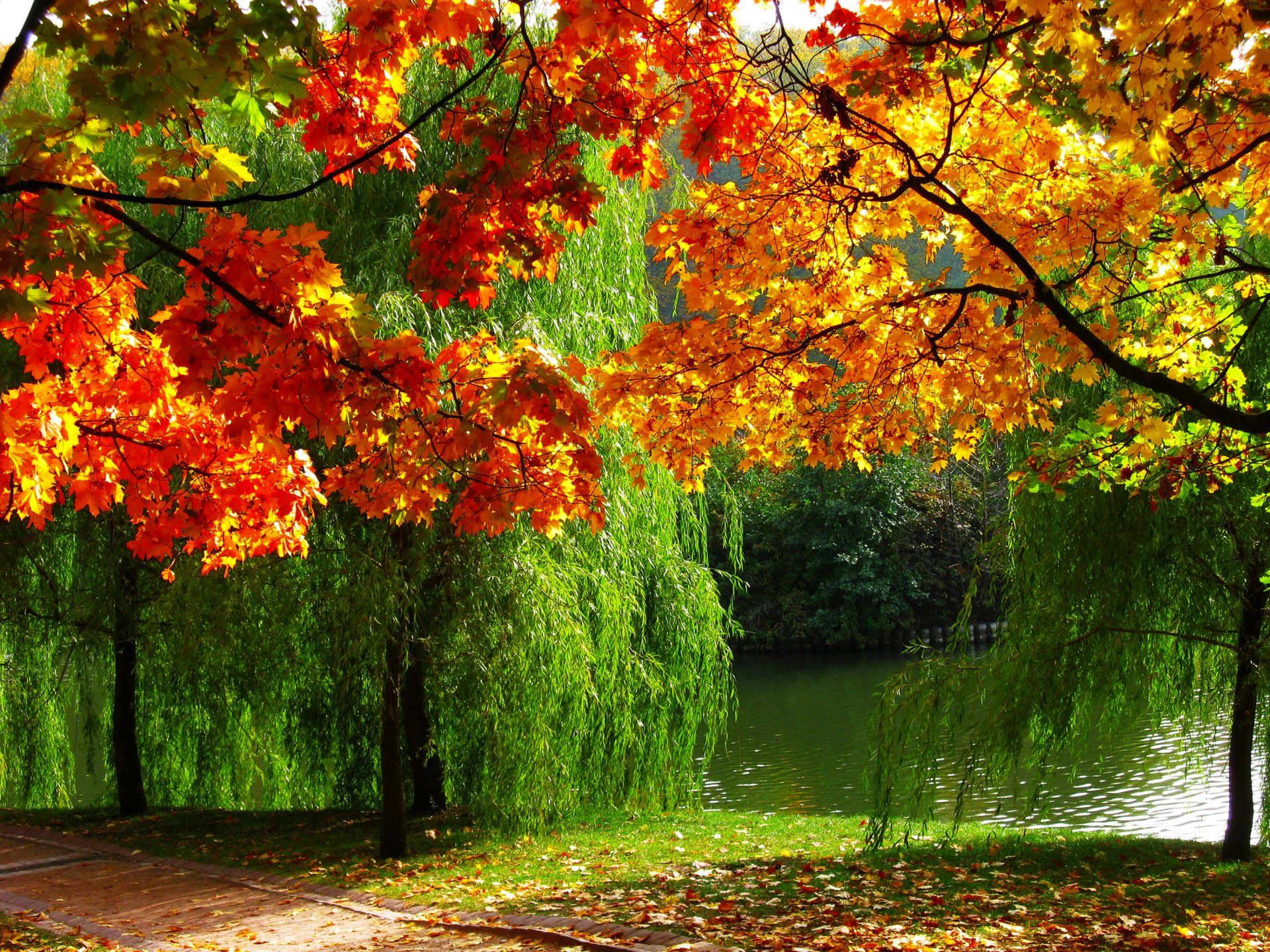 wald natur herbst laub fluss foto