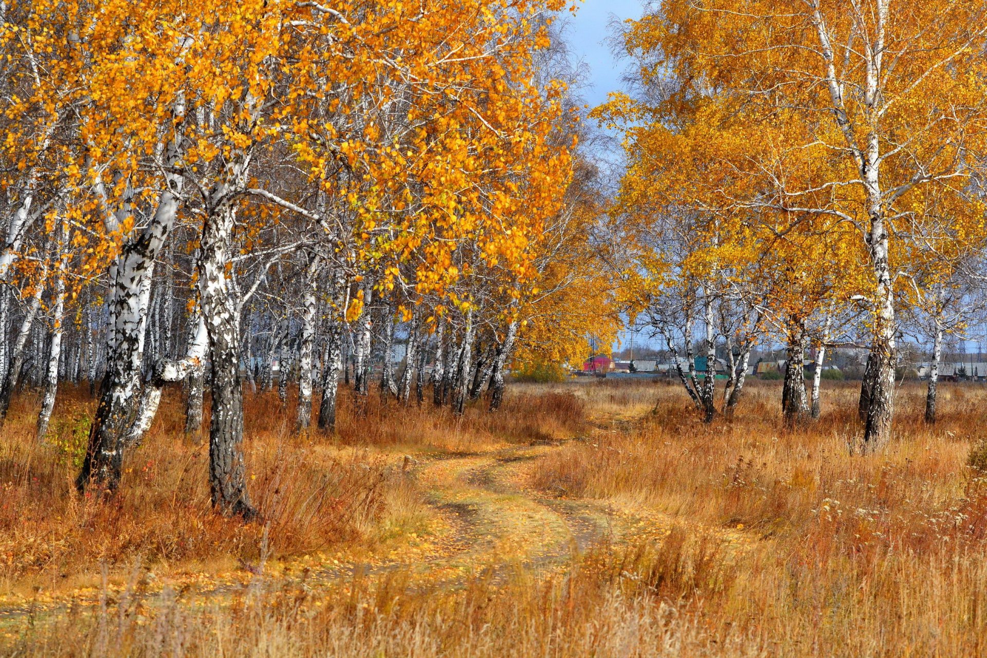 bouleaux route chute des feuilles automne