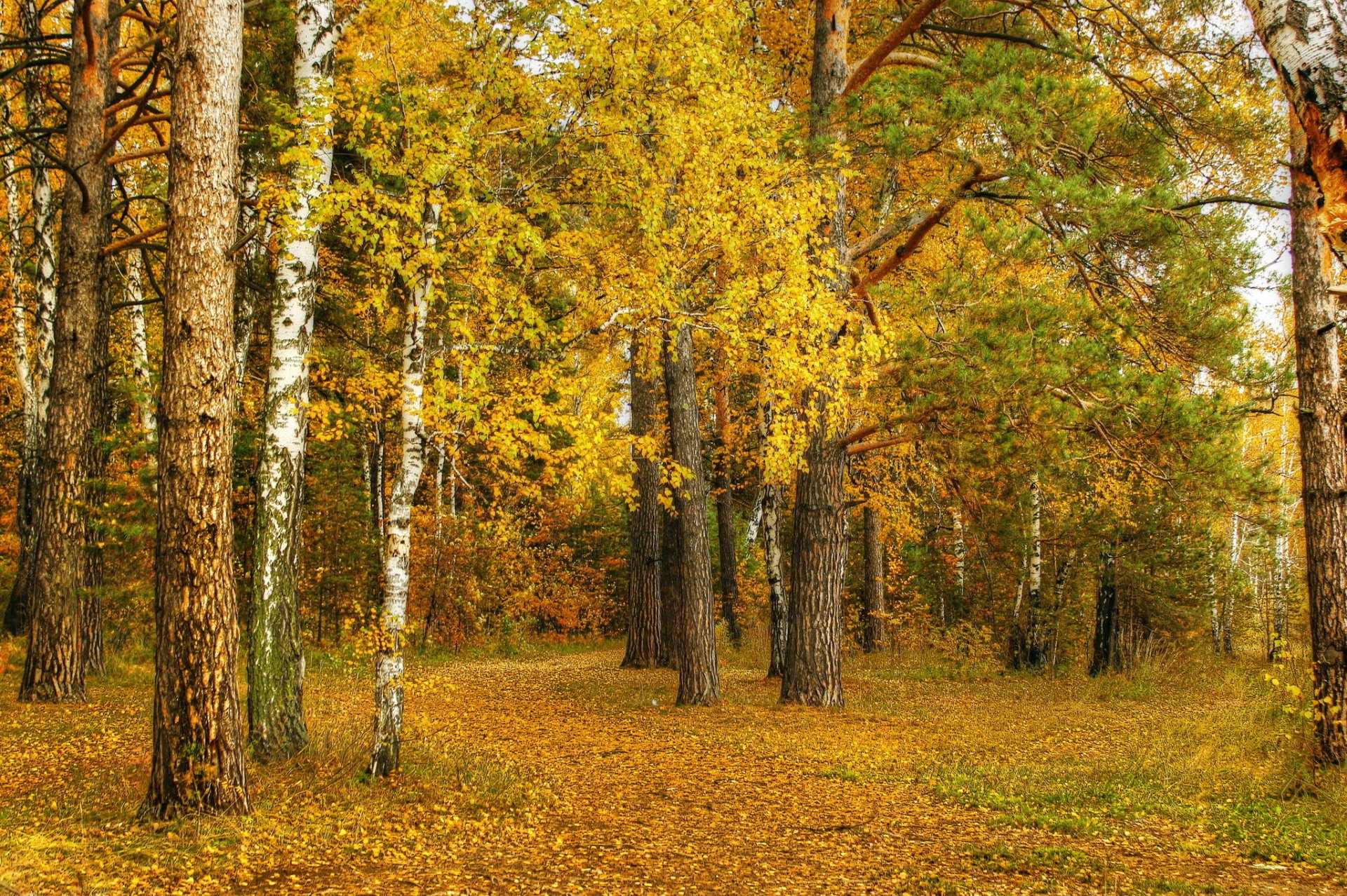 herbst natur birke gelb blätter hain