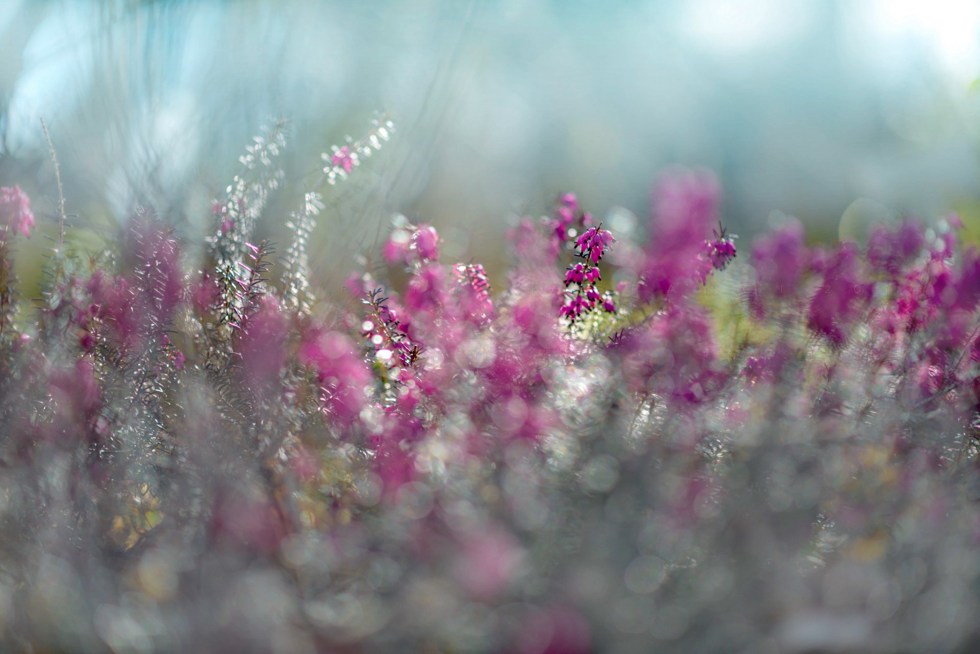 luz del sol erica flor primavera púrpura púrpura bokeh