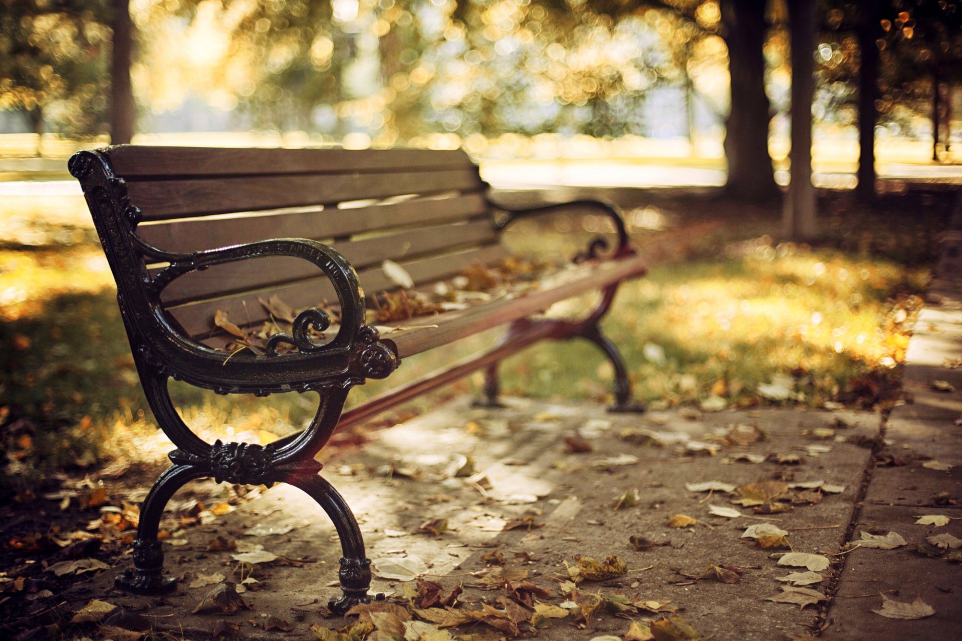 panchina panchina panchina panchina foglie secco autunno parco alberi natura bokeh