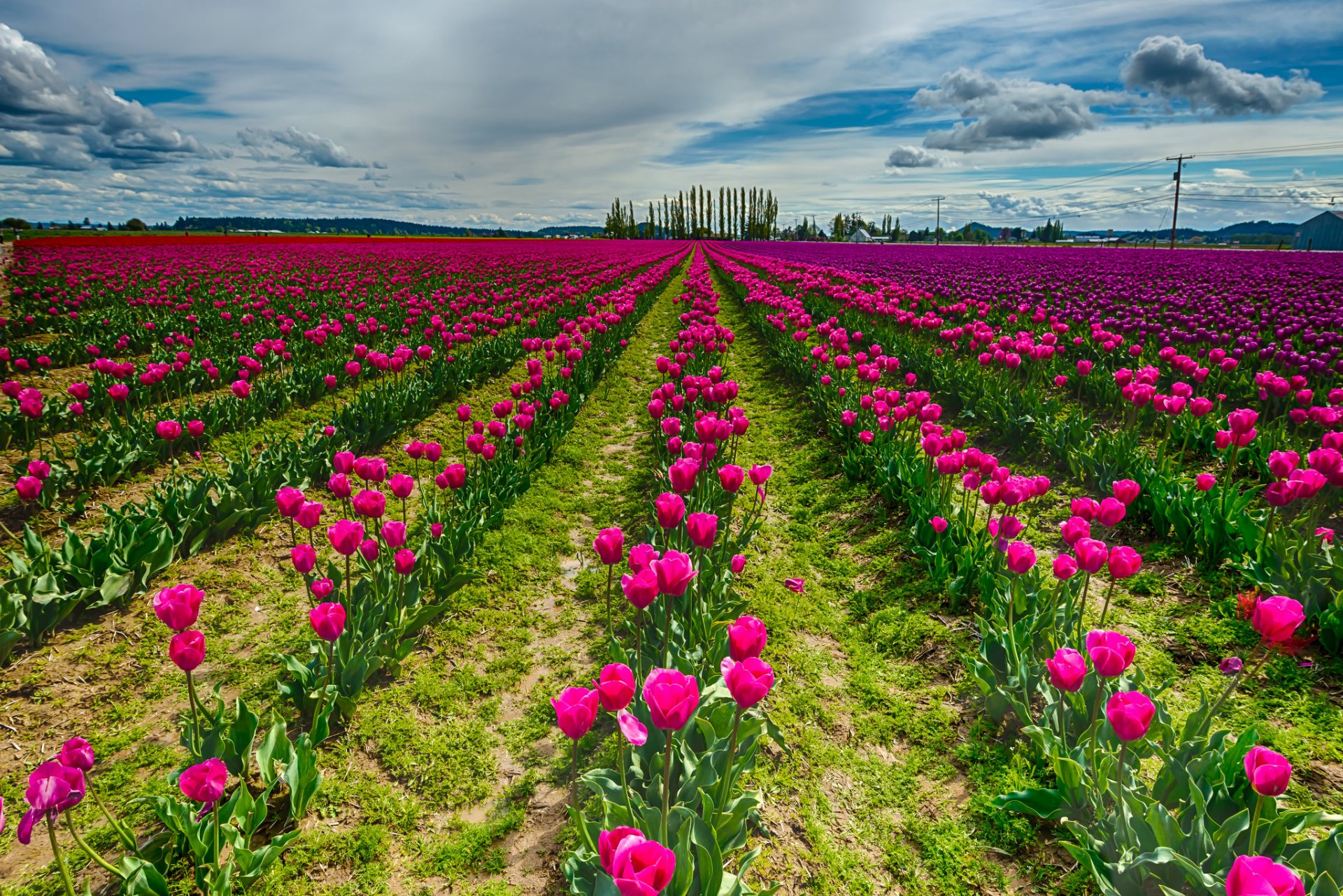 natura campo fiori tulipani cielo nuvole