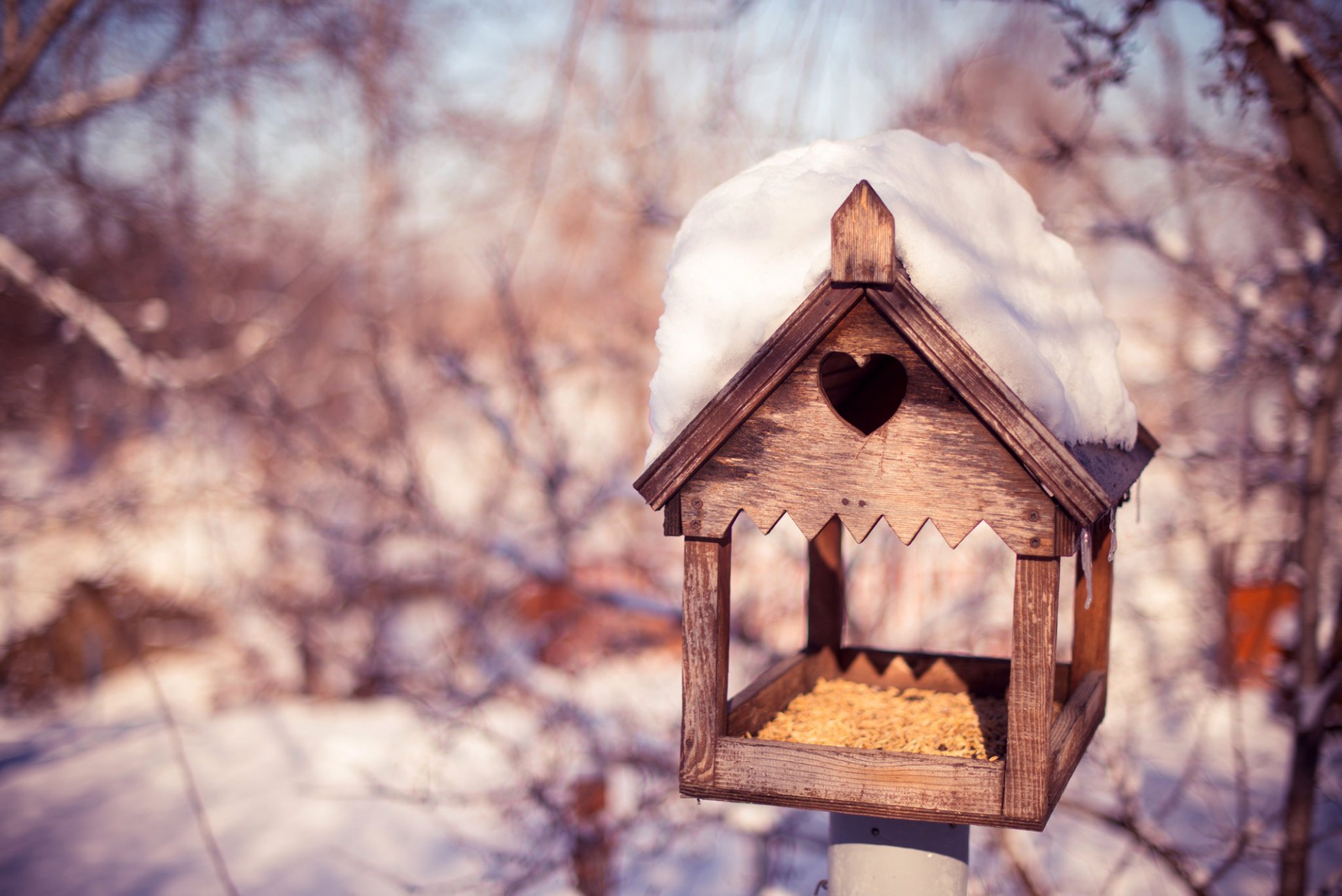 birdhouse grano alberi rami neve inverno natura