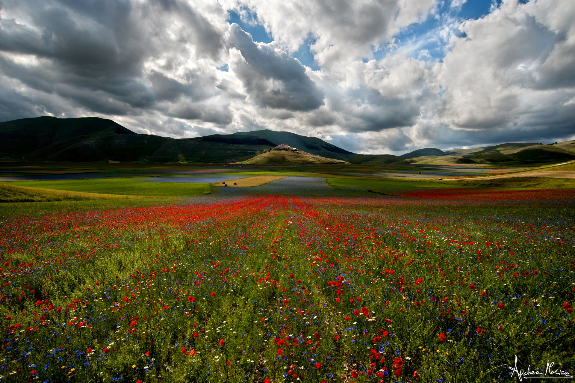 natur feld blumen