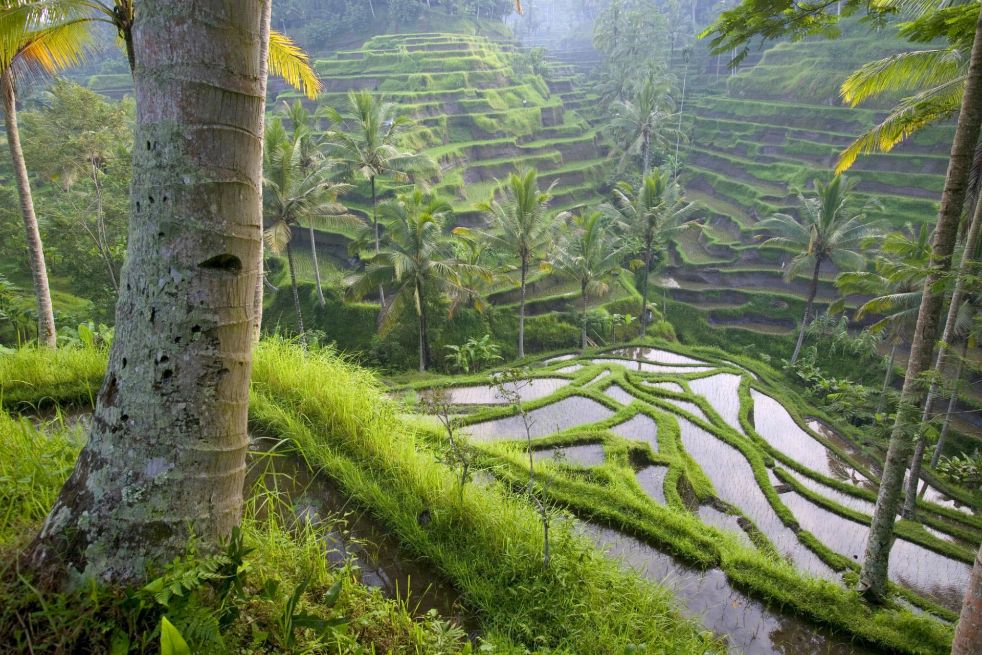 terrace stage of the field water palm tree gra