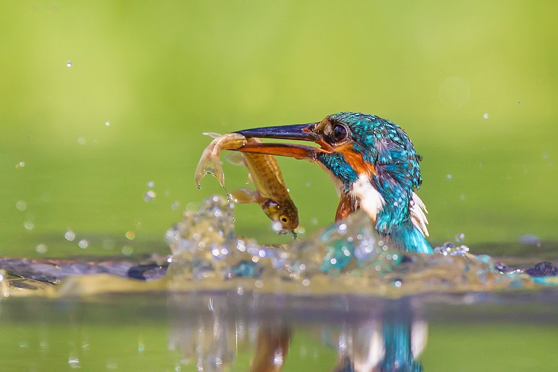 natura uccelli uccello pesce acqua spruzzi riflessione