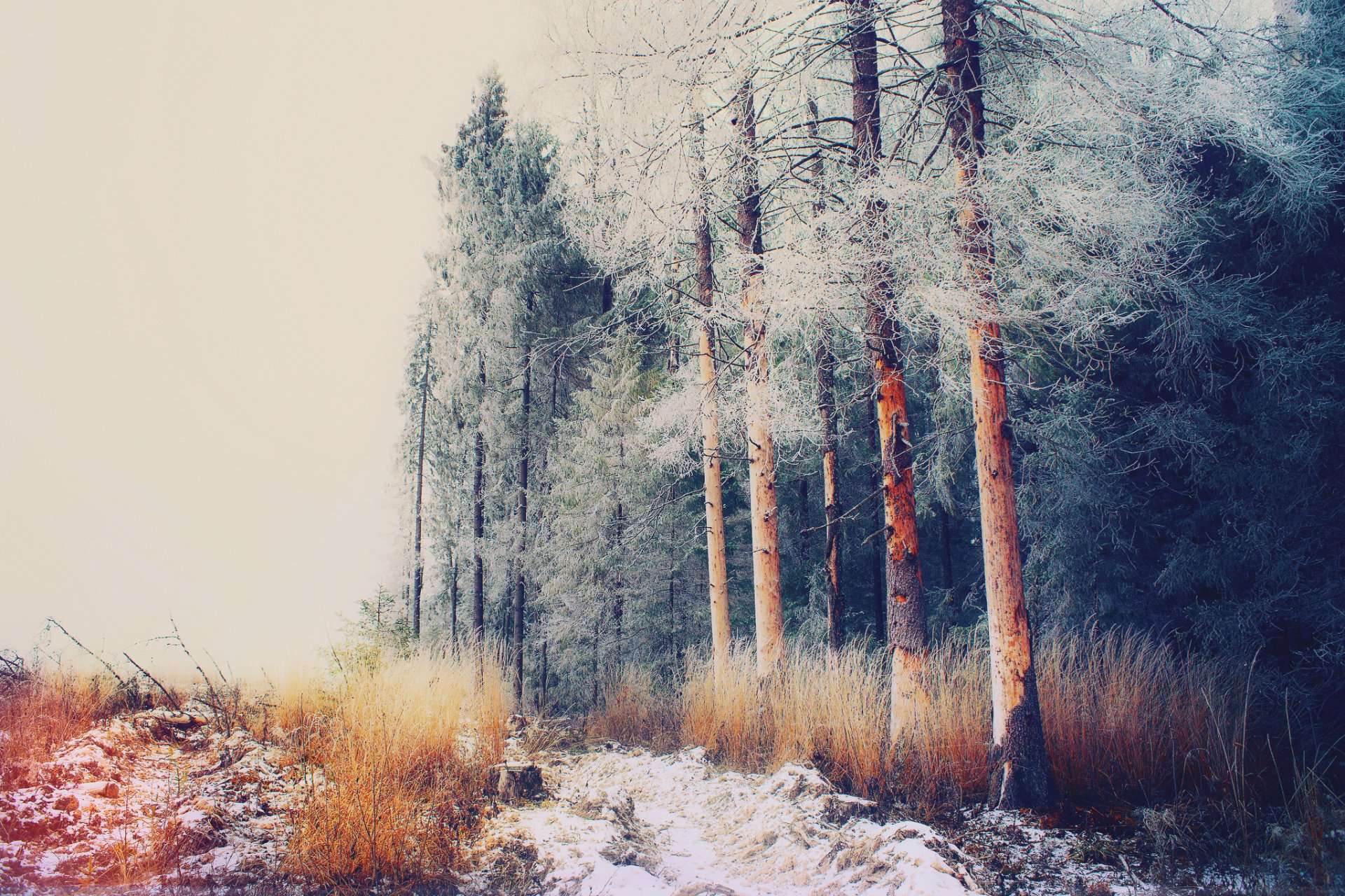 russia moscow region antonivka winter december forest tree frost