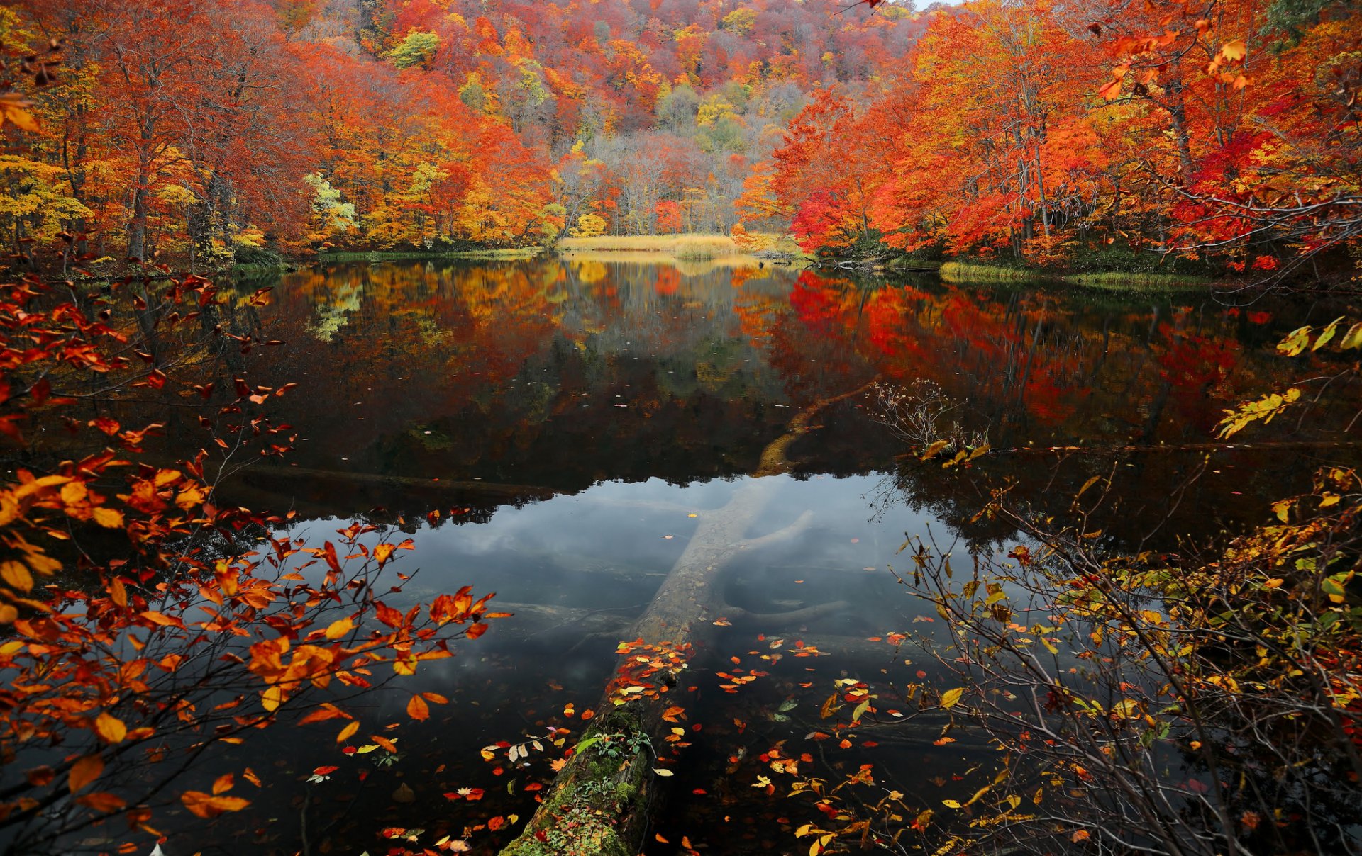 hang bäume herbst wald blätter purpurrot see wasser