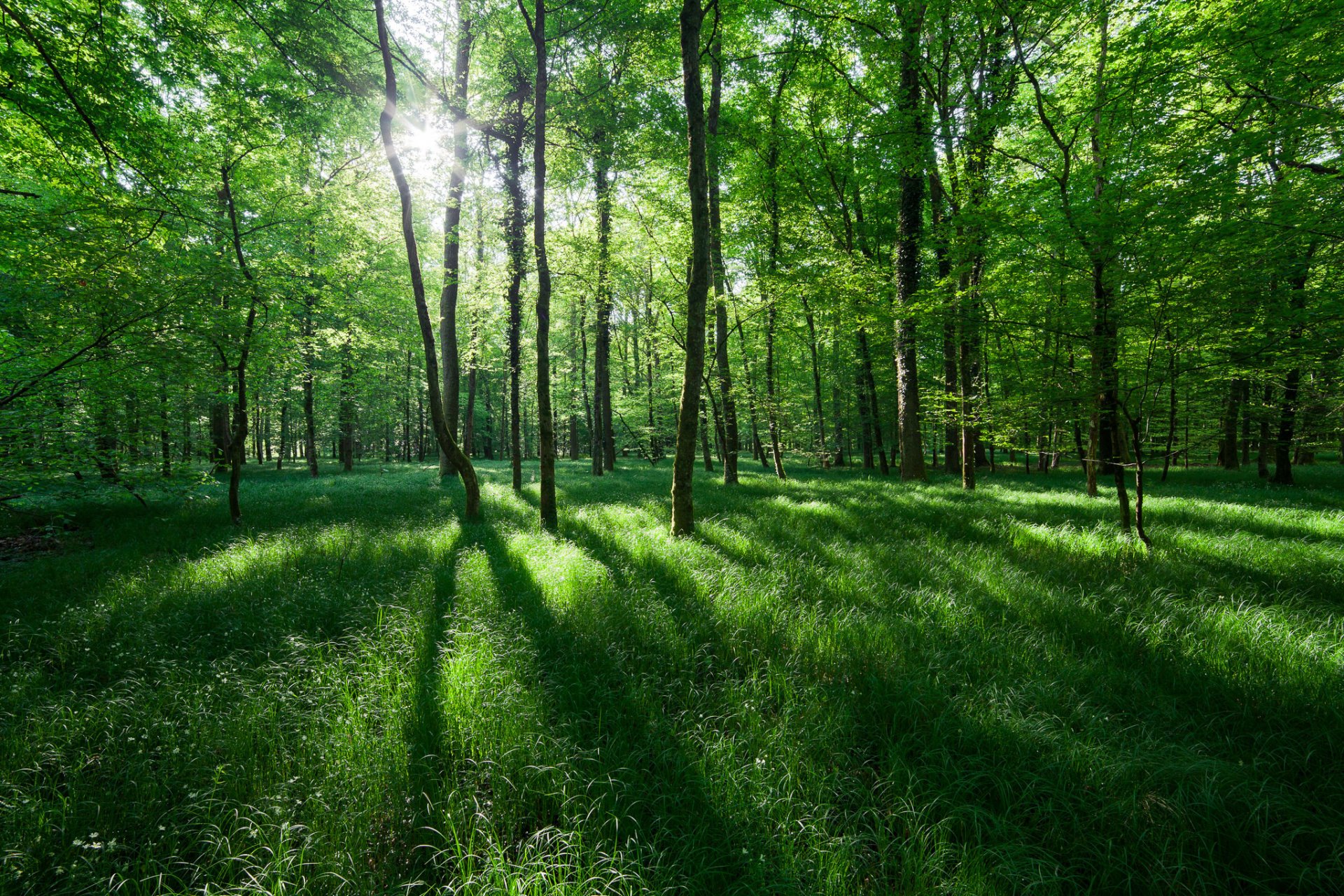 naturaleza primavera árboles sol luz hierba