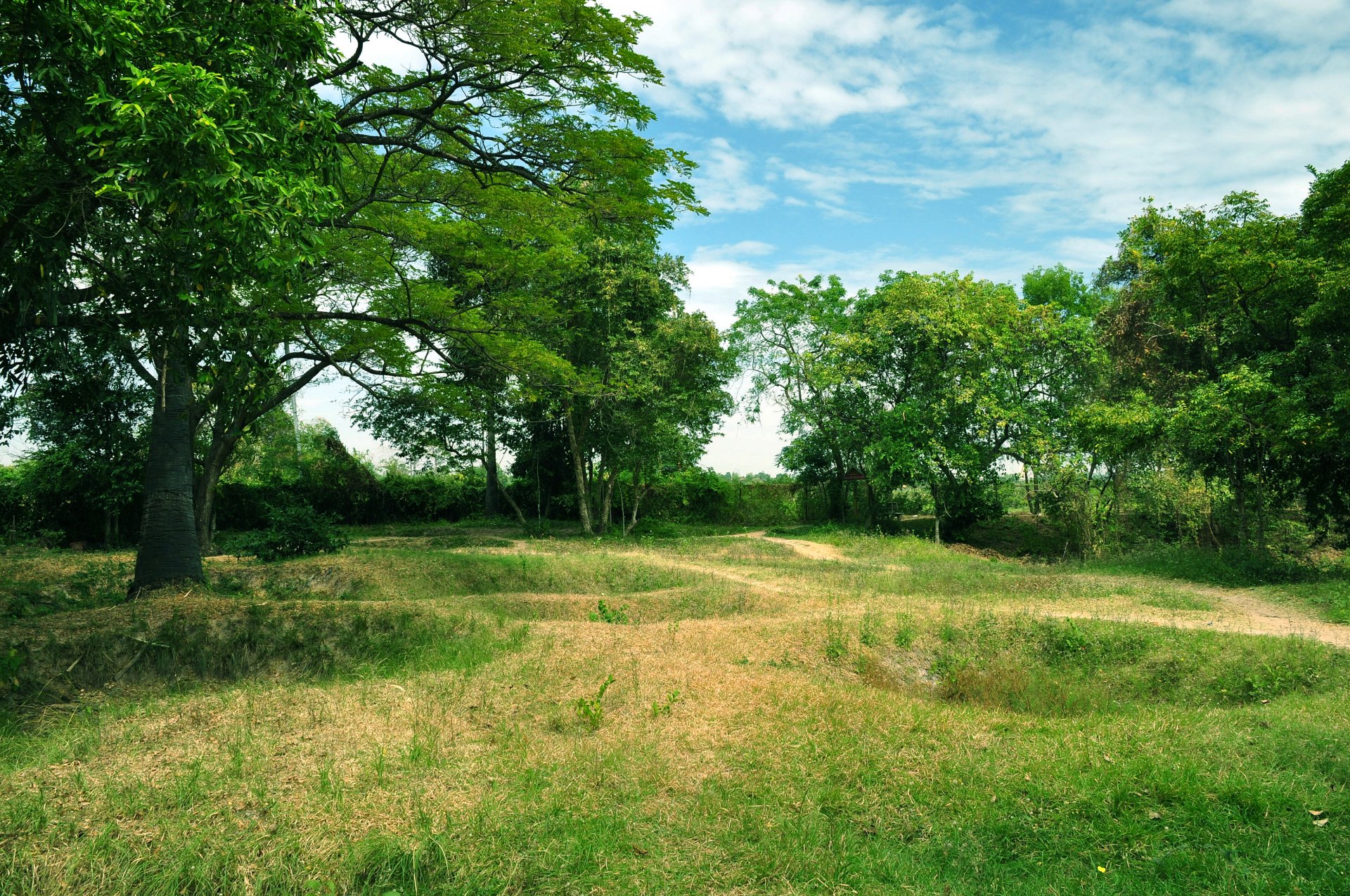 cielo nuvole alberi erba radura