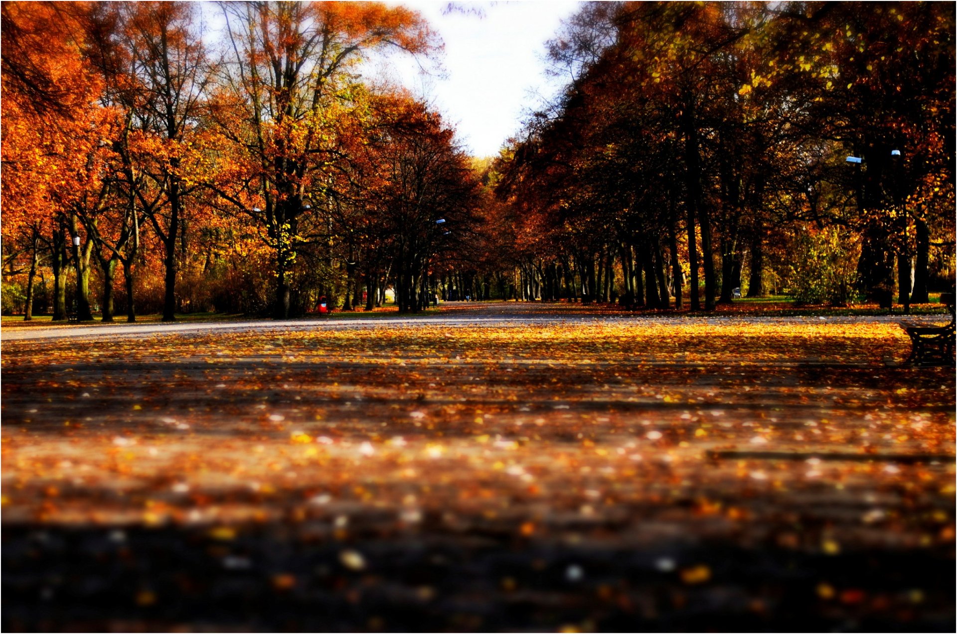 autumn leaves alley