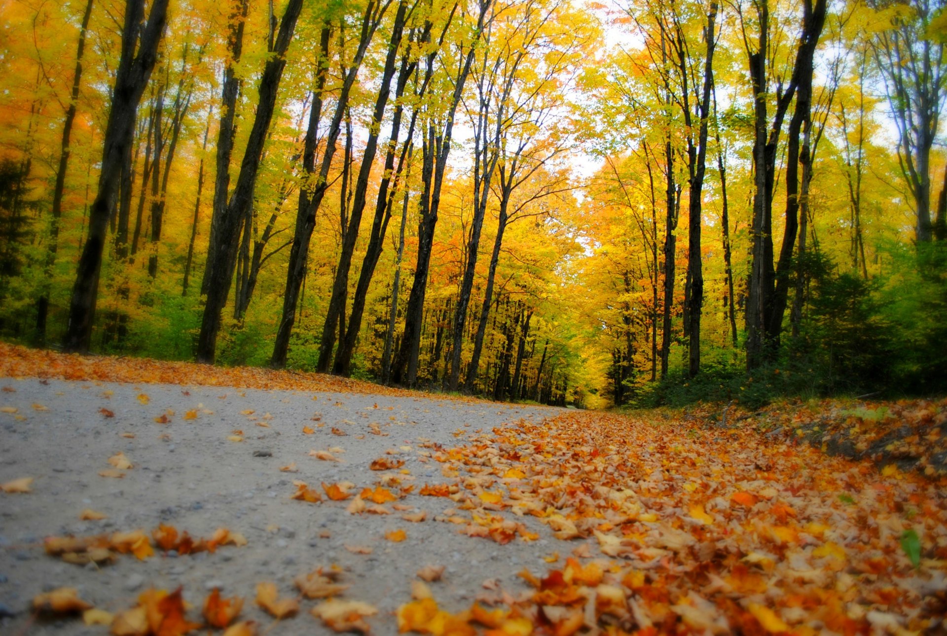 nature forest park trees leaves colorful road autumn fall colors walk