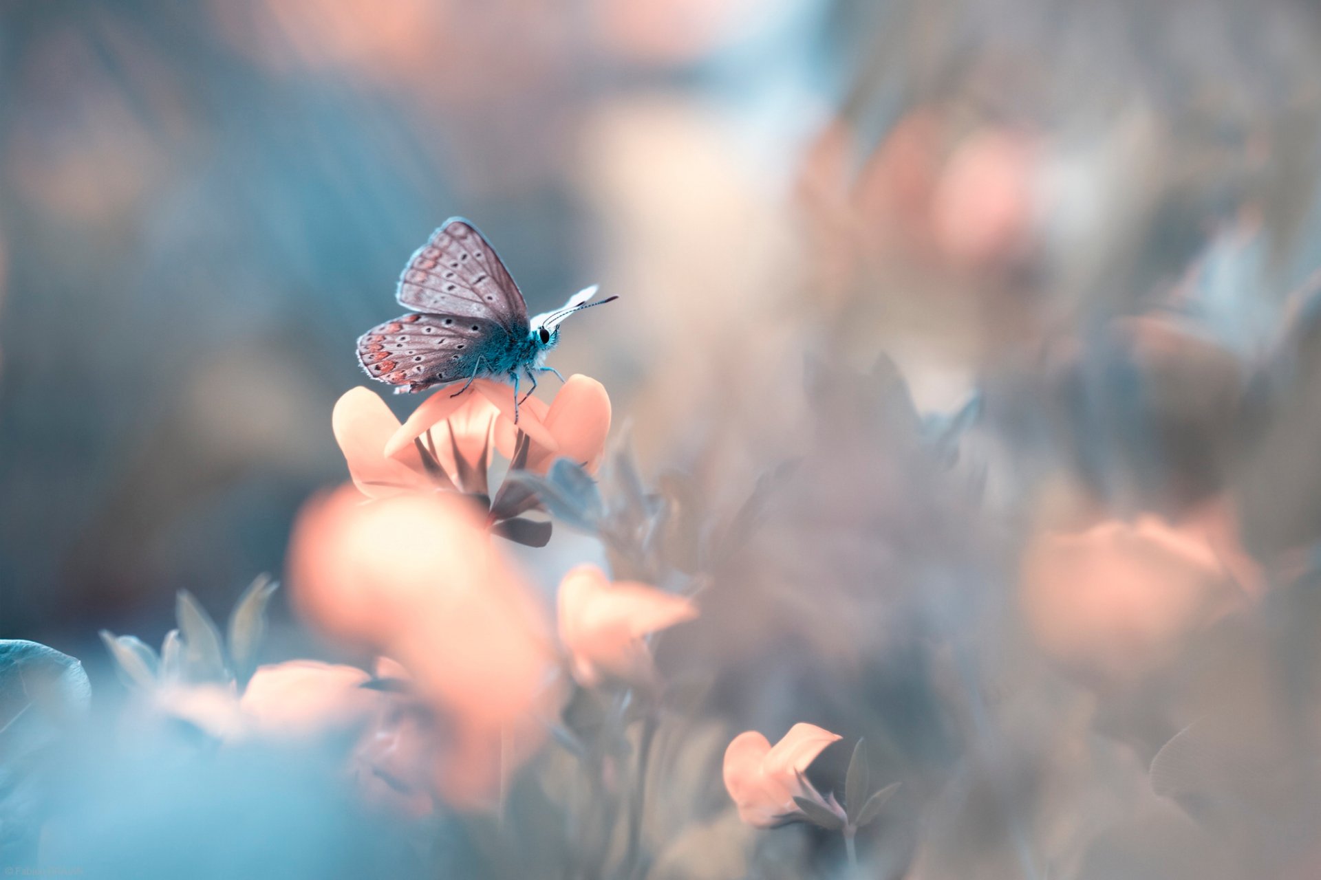 butterfly bokeh flower