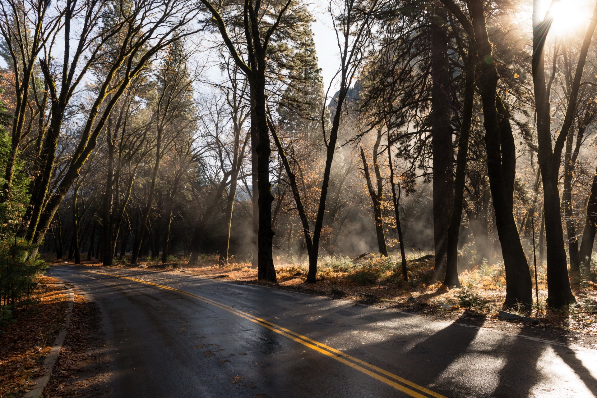 strada foresta autunno natura paesaggio