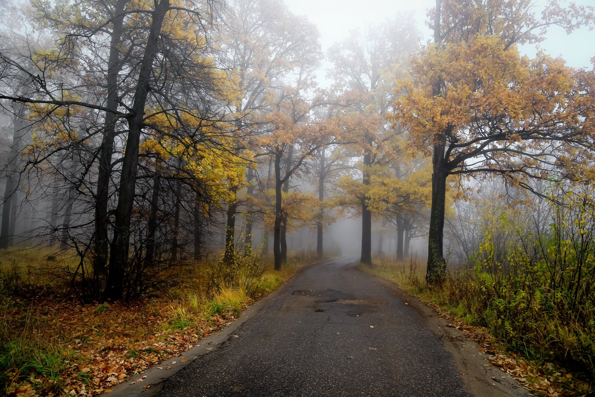 strada foresta autunno natura paesaggio