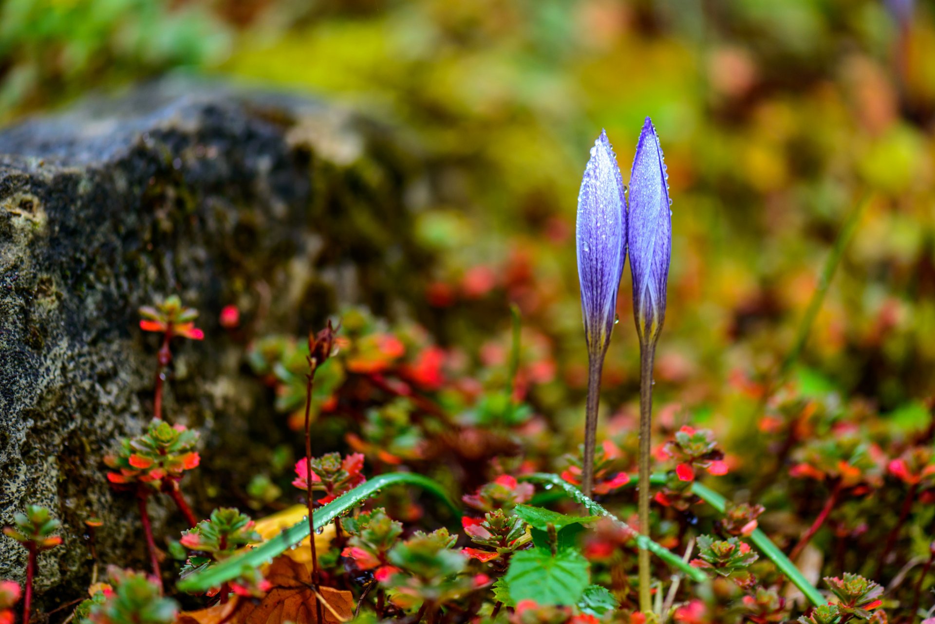 frühling gras blumen krokusse tropfen tau