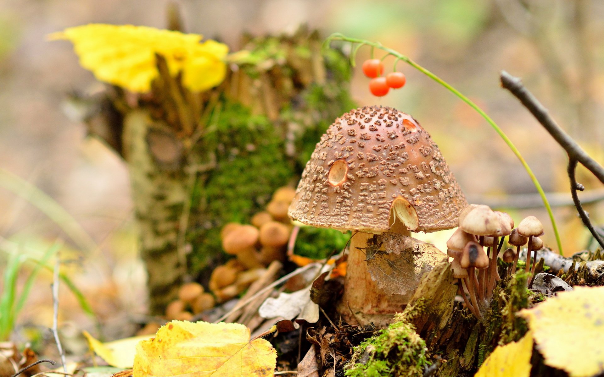 amanita pantera fungo natura