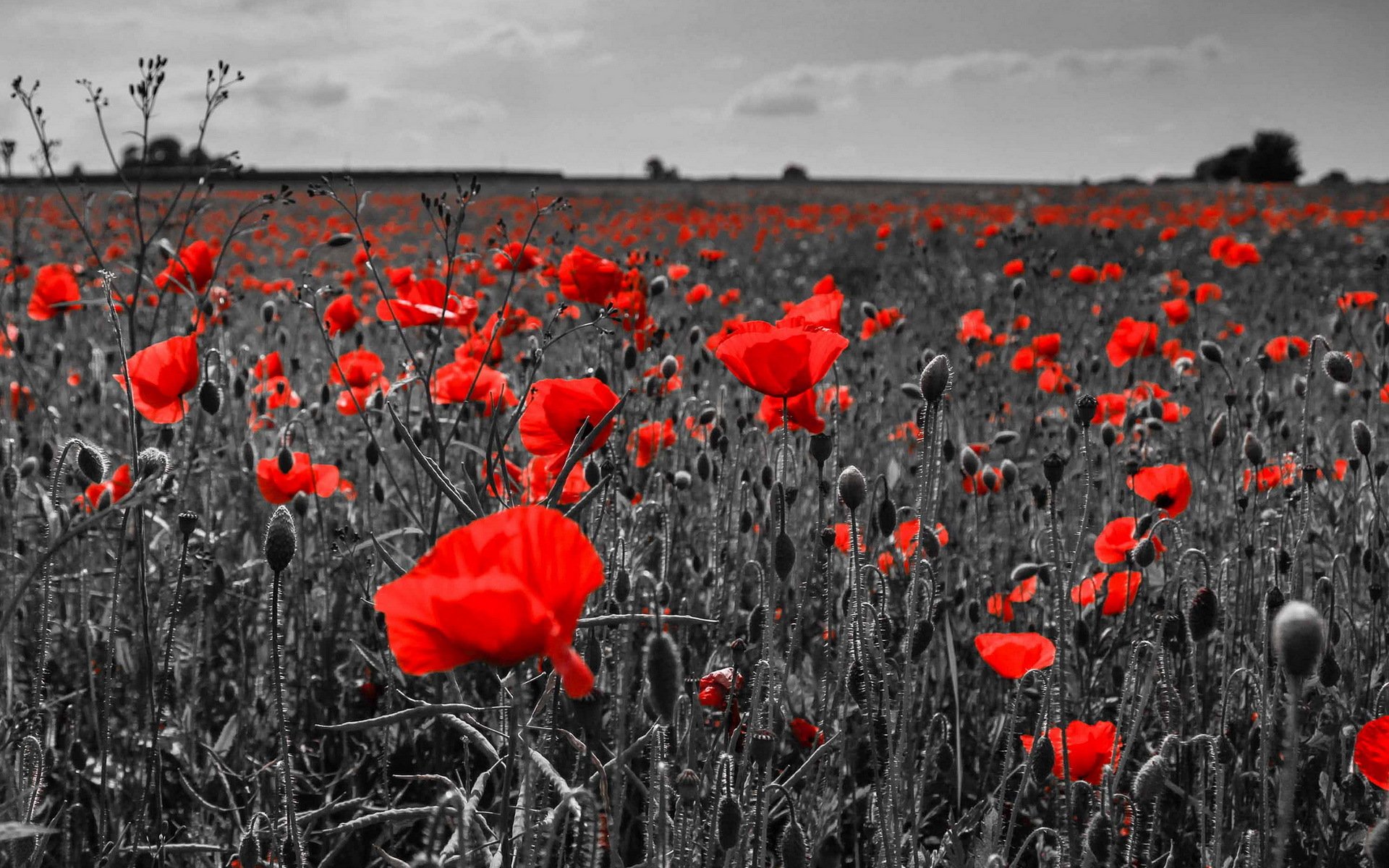 feld mohnblumen natur landschaft