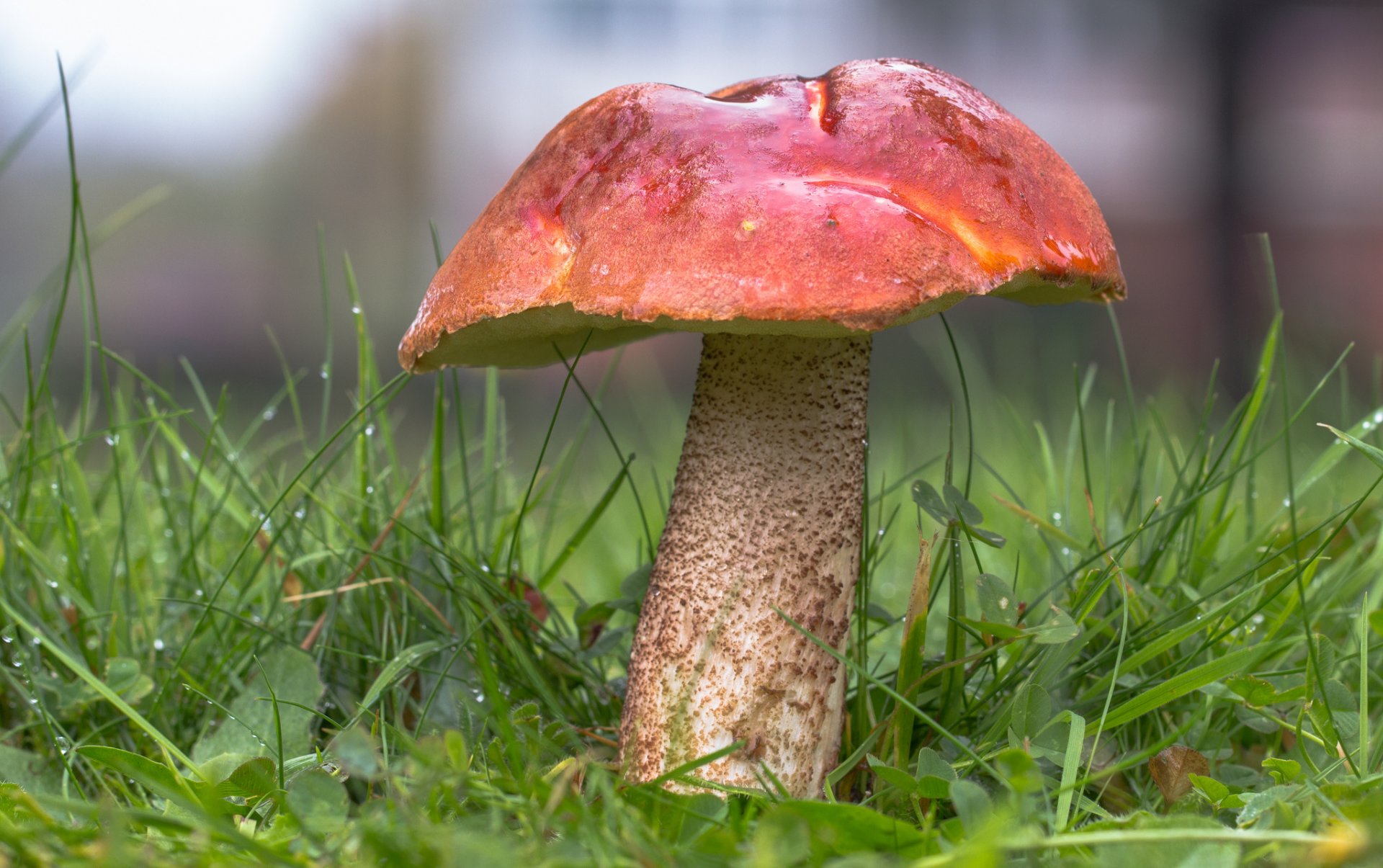 boletus red mushroom forest grass nature