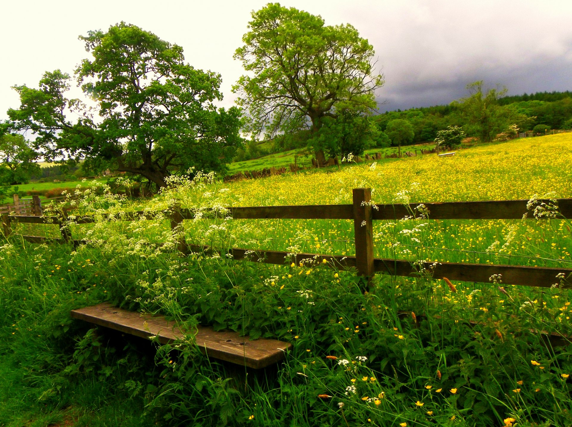 nature champ banc fleurs herbe arbres ciel nuages banc