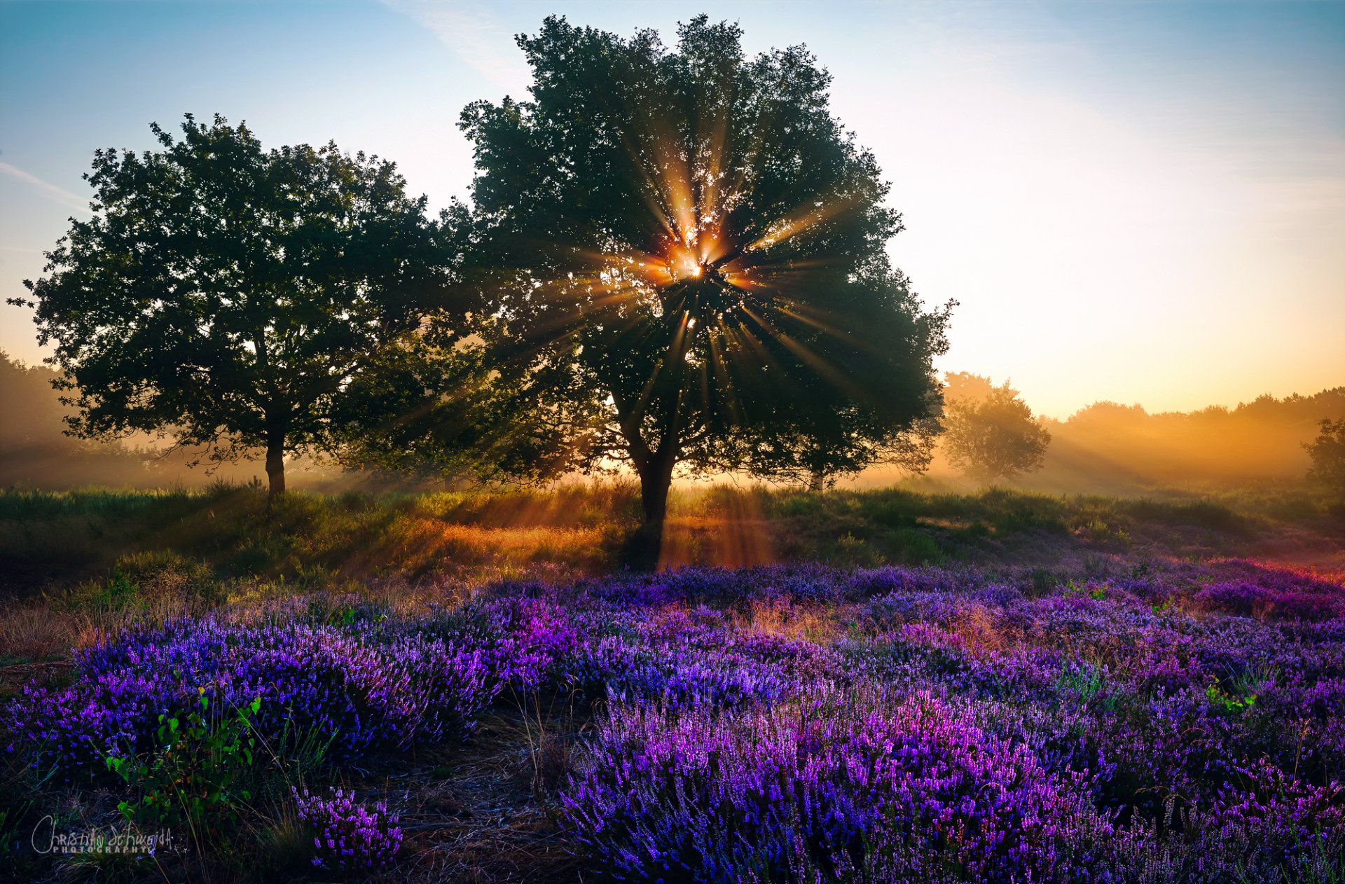 natur sommer august bäume licht sonne strahlen lavendel blumen