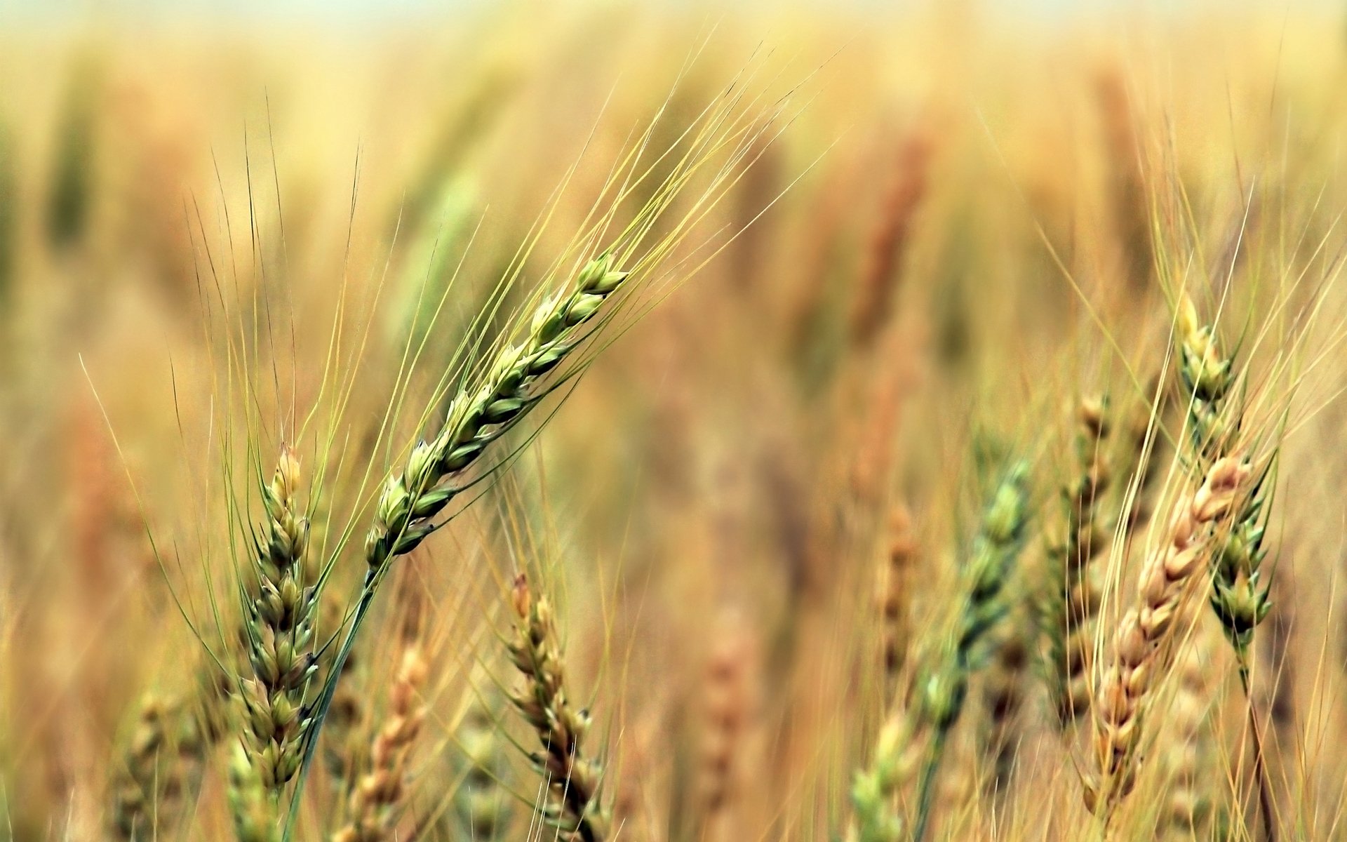 ohren roggen getreide feld ernte