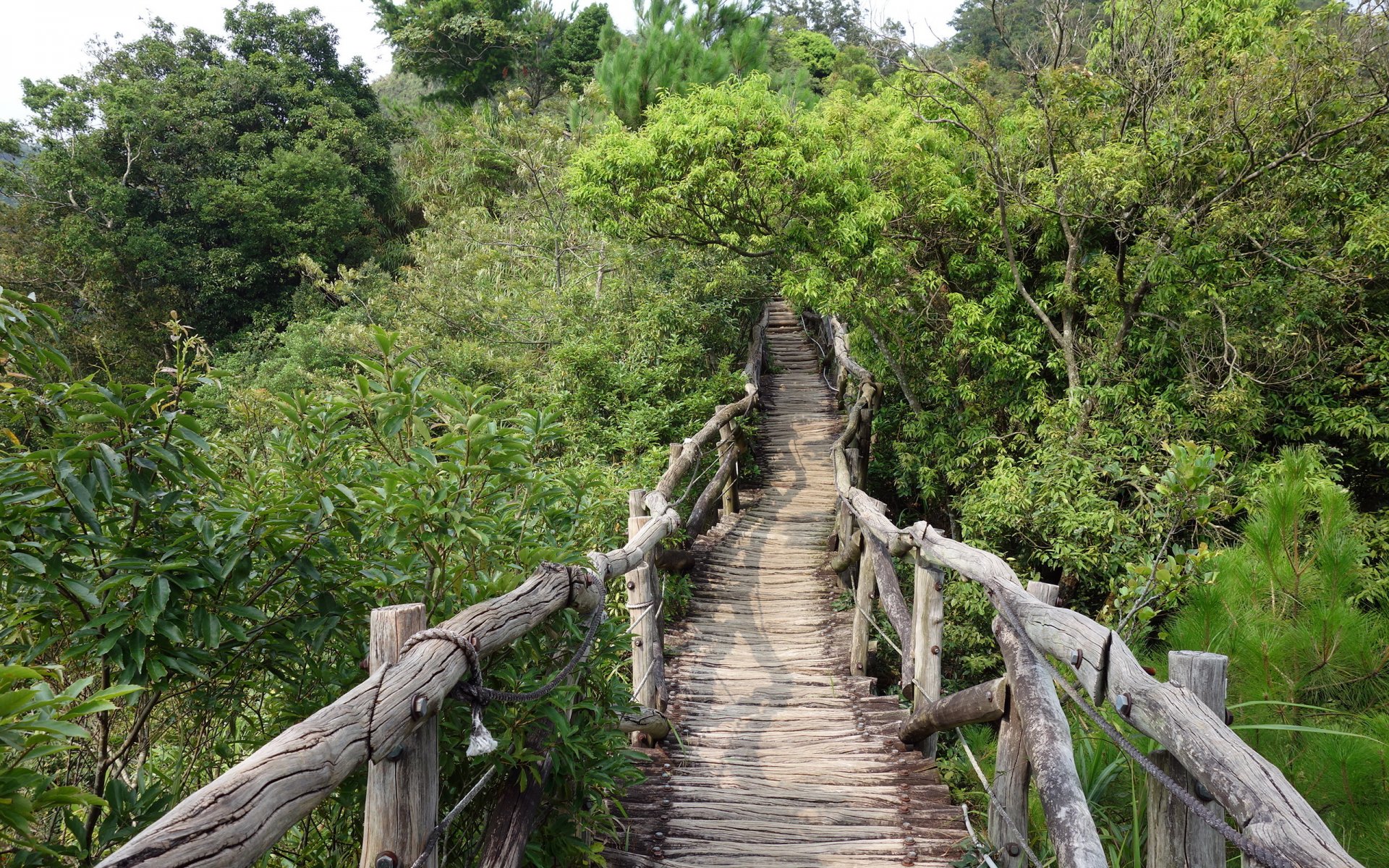 bridge green nature