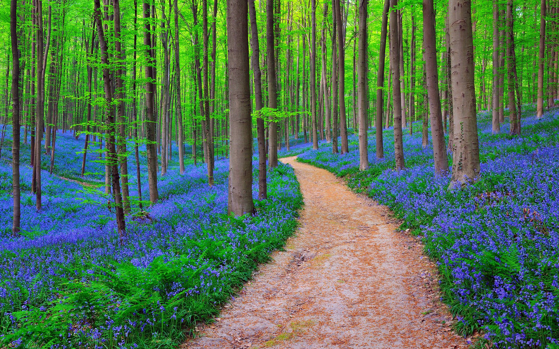 natura belgio foresta campanule nella foresta di halle