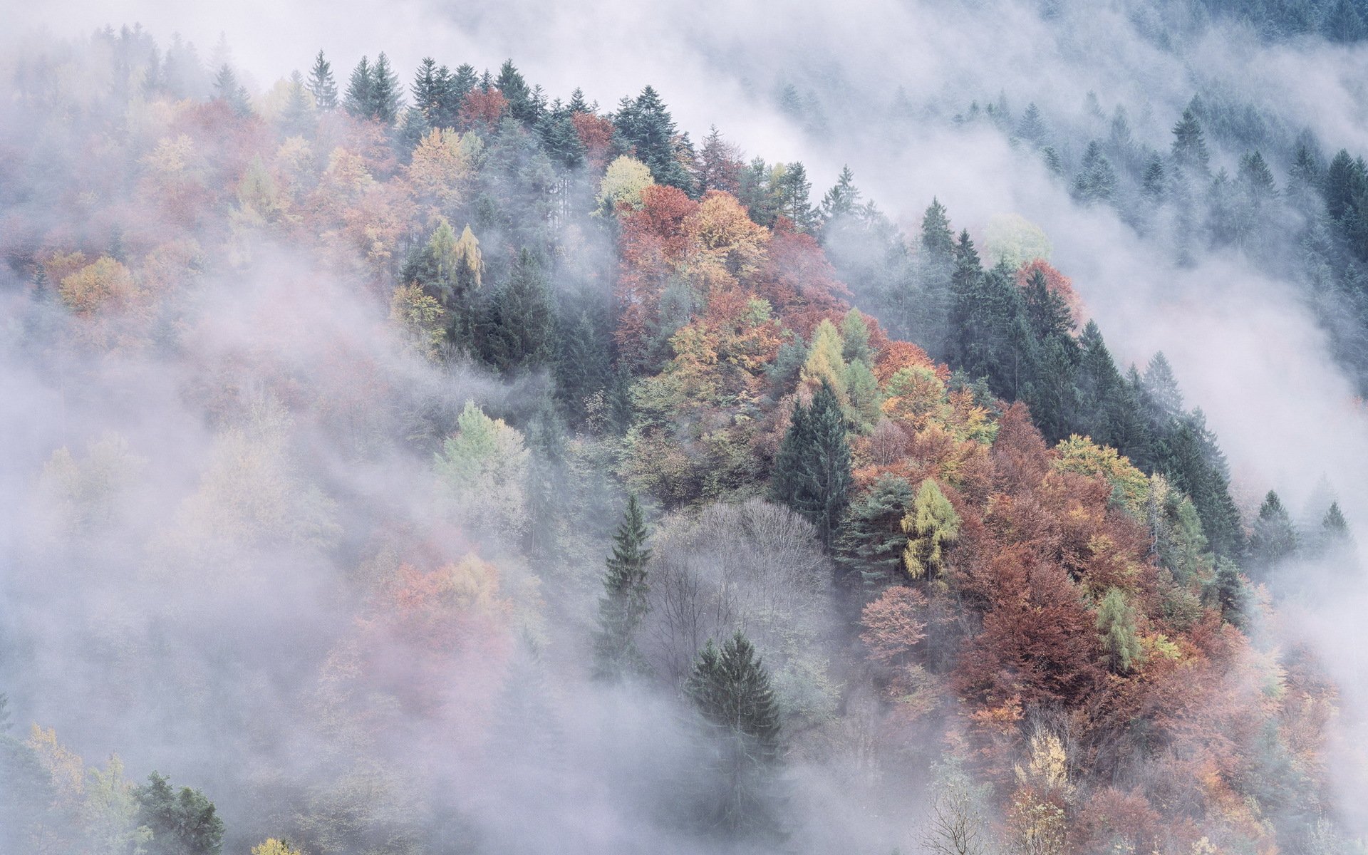 montañas bosque otoño niebla