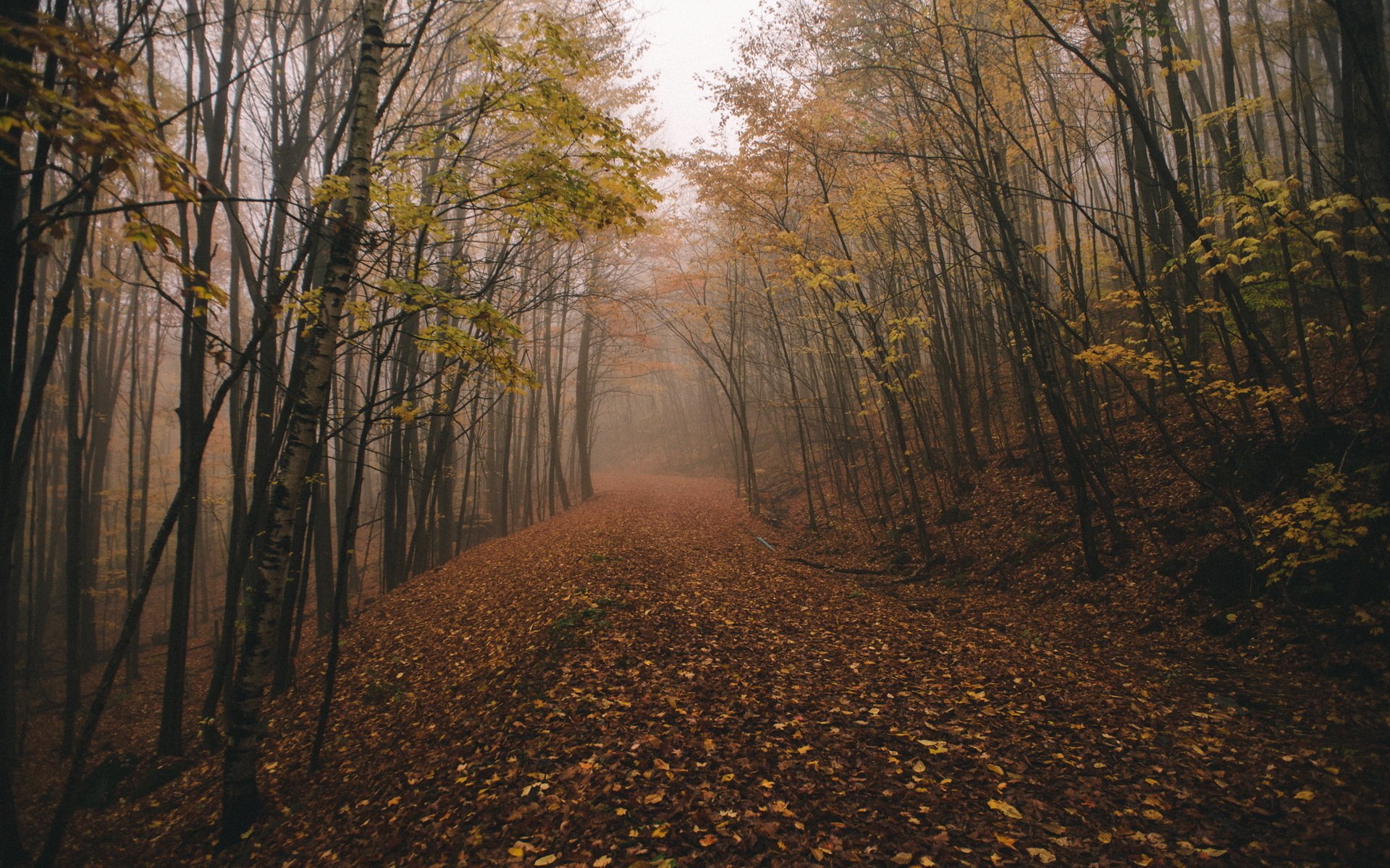 herbst wald chasingfog