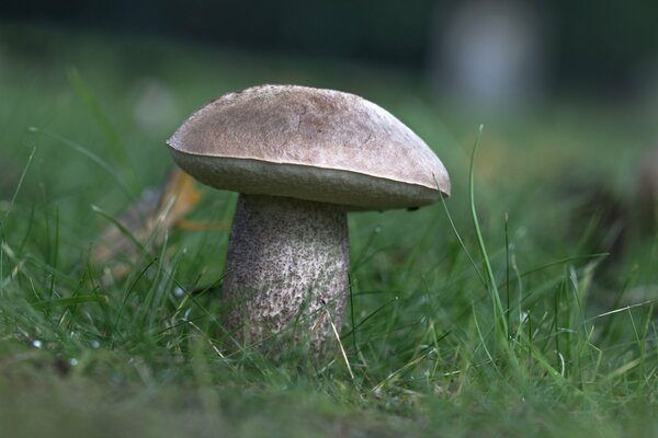 White mushroom on a background of green grass