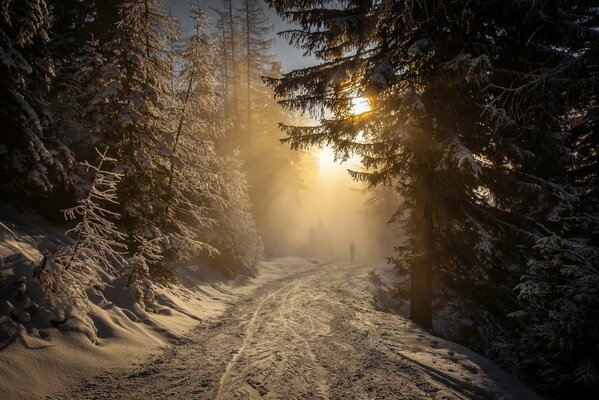 Coucher de soleil glacial dans la forêt de sapins