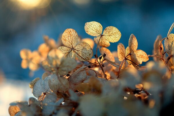 Transparent textured leaves in sunny azure