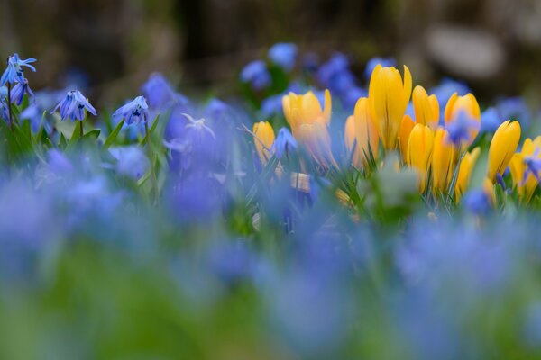 Yellow and blue flowers on a blurry background