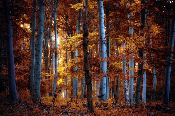 Autumn magic of the forest