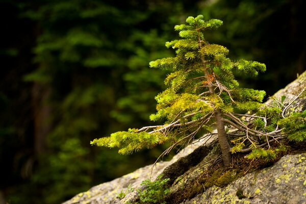 Not only moss grows on the stones