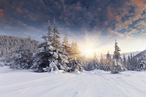 Forêt d hiver éclairée par la lumière du soleil