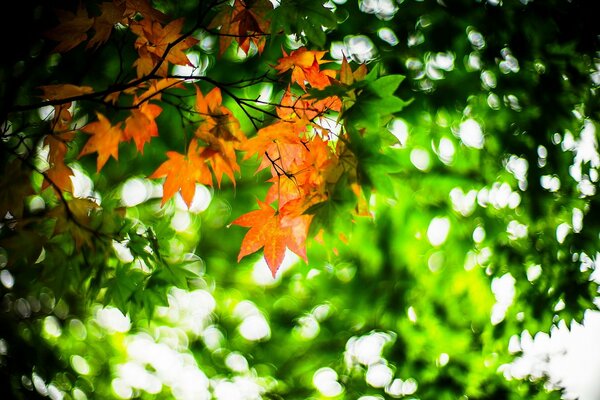 Hermosas hojas multicolores. Principios de otoño