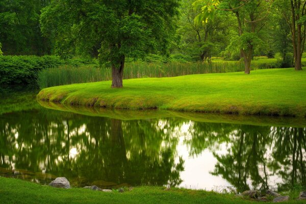 Летняя природа в парке с рекой и деревьями. Травяной газон