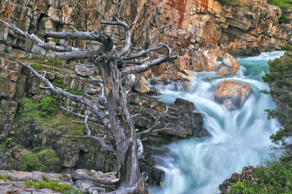 Fuerte cascada tormentosa y débil árbol viejo