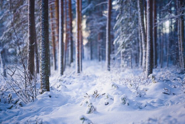 Paesaggio innevato della foresta invernale