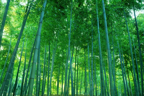 Zarośla bambusowego gaju