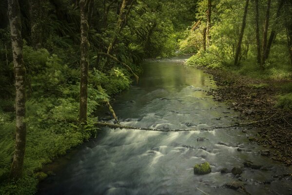 Ein Fluss fließt mitten im Wald