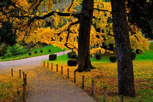 The beauty of nature. A walk in the autumn park