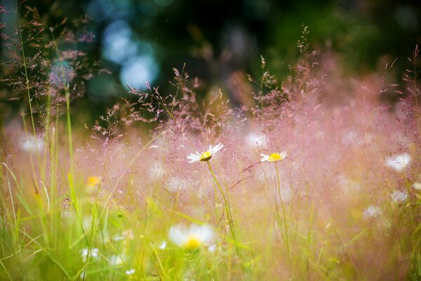 Meadow wild daisies on a background of greenery